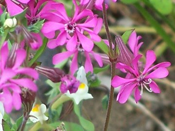 Silene colorata